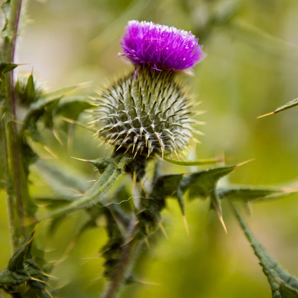 Ostropestu. Flowerhead. Kwitnienia roślin, szkocki Narodowy kwiat — Zdjęcie stockowe