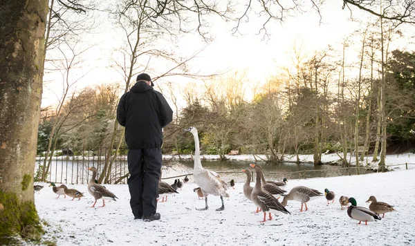 Unrecognisable senior man feeding wild birds , snow covered landscape, Edinburgh, Scotland