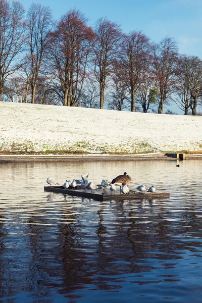 Nieve cubierto paisaje de invierno, estanque con aves — Foto de Stock