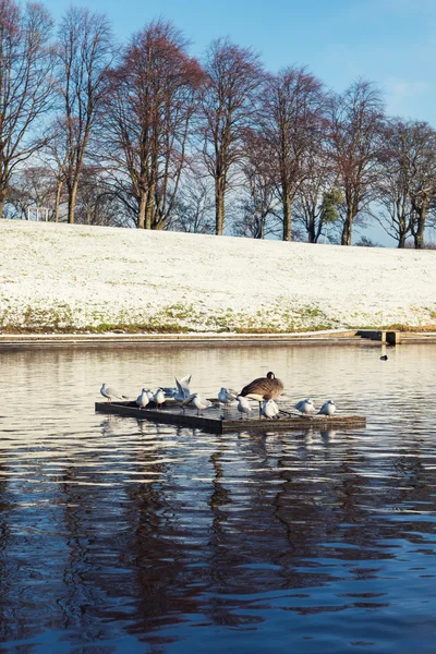 Verschneite Winterlandschaft, Teich mit Vögeln — Stockfoto