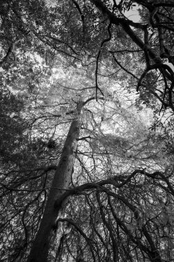 Siyah ve beyaz ağaçlar, orman arka plan