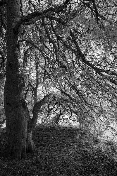 흑인과 백인 나무, 숲 배경 — 스톡 사진