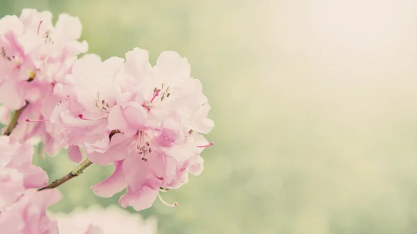 Spring border background with rhododendron flowers, colorised image with sun flare — Stock Photo, Image