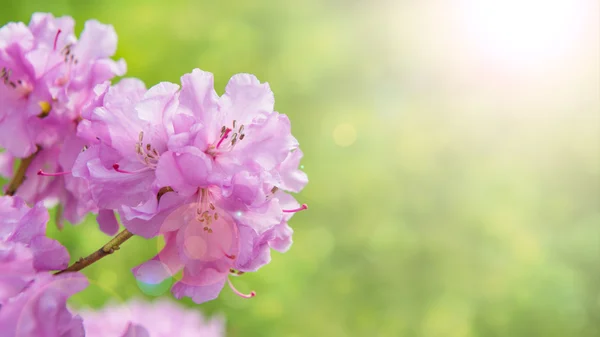 Spring border background with rhododendron flowers, colorised image with sun flare — Stock Photo, Image