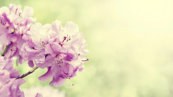 Spring border background with rhododendron flowers, colorised image with sun flare — Stock Photo, Image