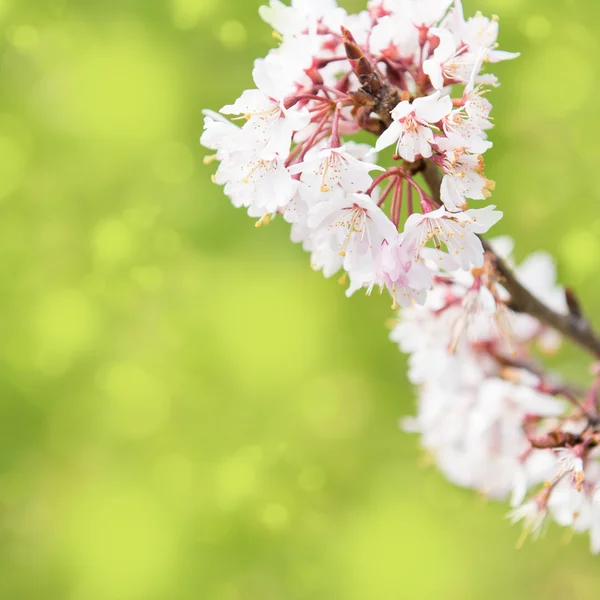 Spring border background with white blossom, colorised image with sun flare — Stock Photo, Image