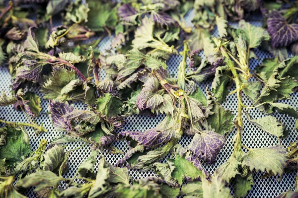 Organik ısırgan yaprakları, alternatif tıp kavramı kurutulmuş