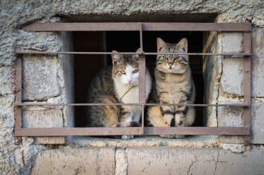 Parmaklıklar arkasında korkmuş kedi