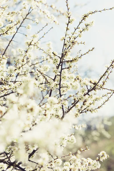 Photo of blossoming tree brunches with white flowers on bokeh green background — Stock Photo, Image