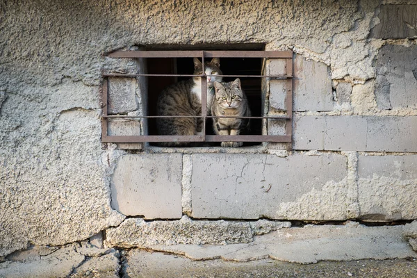 Испуганные кошки за решеткой — стоковое фото