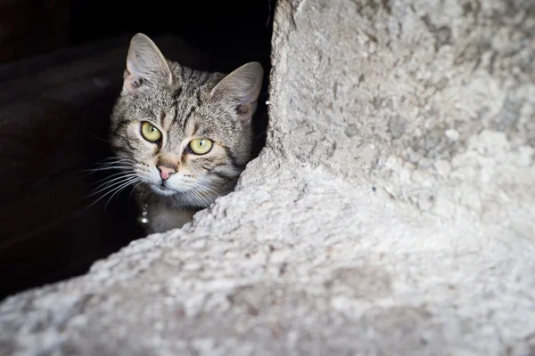 Gatos asustados tras las rejas — Foto de Stock