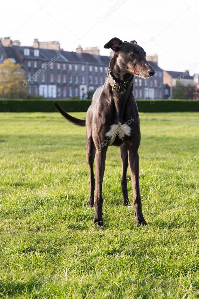 Spanish Greyhound dog in a park