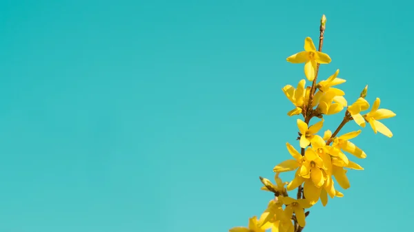 Blooming Forsythia, Spring background with yellow flowers tree branches — Stock Photo, Image