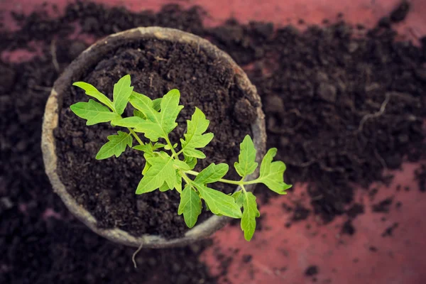 Nieuwe verse tomaat zaailingen. Symbool van de lente en schoon eten concept. — Stockfoto