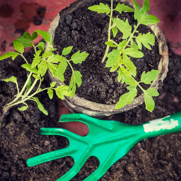 Nouveaux semis de tomates fraîches. Symbole de printemps et concept de manger propre . — Photo