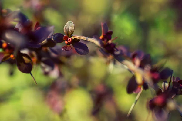 Primavera arbustos, close up detalhe tiro — Fotografia de Stock