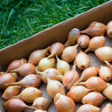 Taze altın organik soğan, kavram yeme temiz