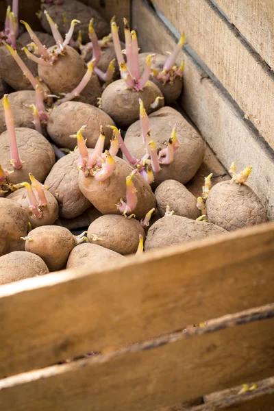 Kiemen biologische aardappelen klaar voor opplant — Stockfoto