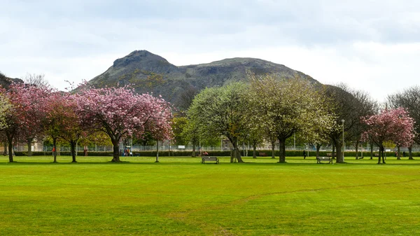 Primavera no parque Meadows, Edimburgo, com vista para o assento Arthurs — Fotografia de Stock