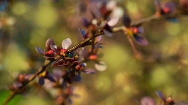 Çalılar Bahar, atış detay kadar kapatın