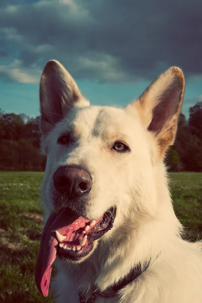 Gorgeous large white dog in a park, colorised image — Stock Photo, Image