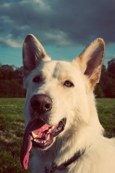 Wunderschöner großer weißer Hund in einem Park, koloriertes Bild — Stockfoto