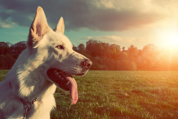 Gorgeous large white dog in a park, colorised image — Stock Photo, Image