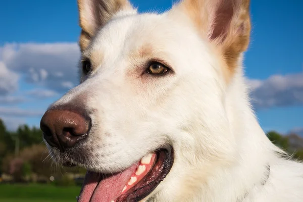 Великолепная большая белая собака в парке — стоковое фото