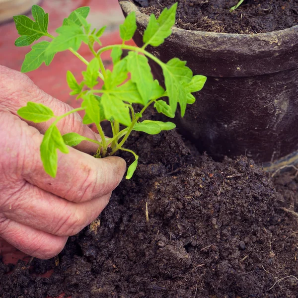 Mujer mayor plantando plántulas de tomate fresco, detalle de las manos, concepto de verduras caseras — Foto de Stock