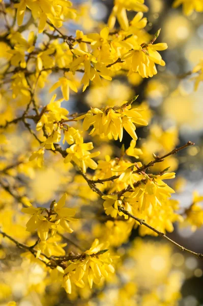 Blooming Forsythia, Spring background with yellow flowers tree branches — Stock Photo, Image