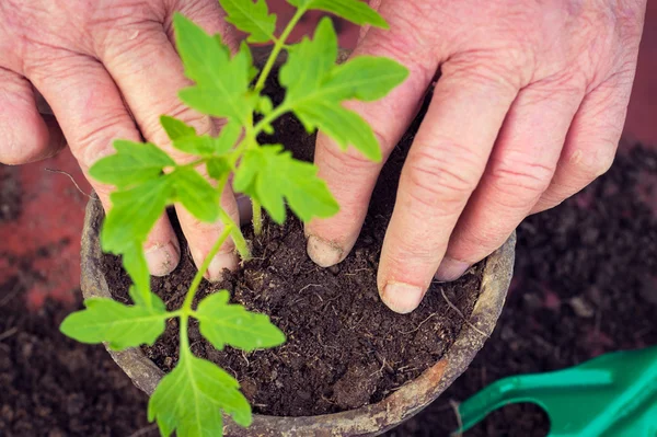 Oudere vrouw aanplant verse tomaat zaailing, handen detail, inlandse groenten concept — Stockfoto