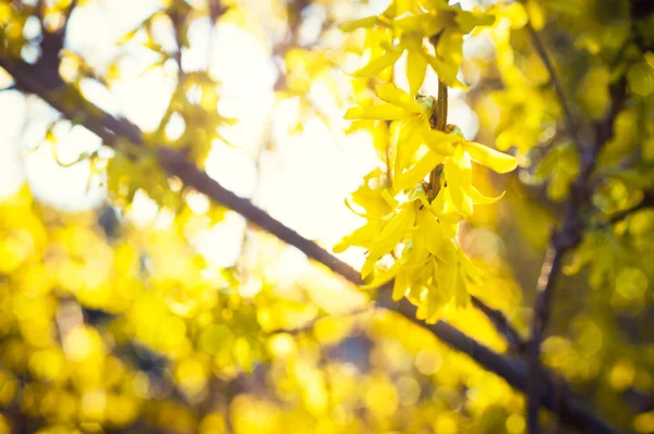 Blooming Forsythia, Spring background with yellow flowers tree branches — Stock Photo, Image