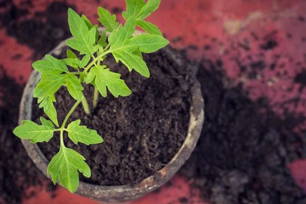 Nieuwe verse tomaat zaailingen. Symbool van de lente en schoon eten concept. — Stockfoto
