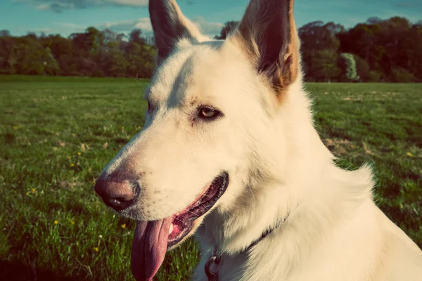 Wunderschöner großer weißer Hund in einem Park, koloriertes Bild — Stockfoto