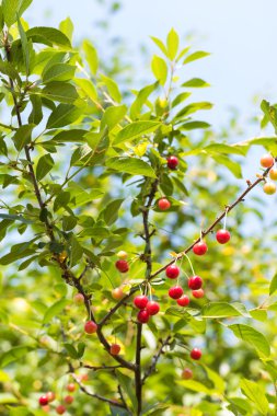olgun organik homegrown kiraz, ağaç dalı