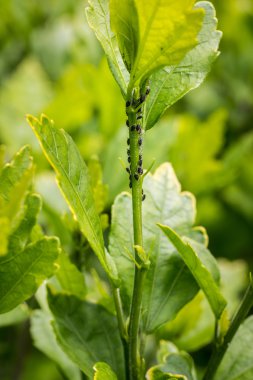 yaprak biti istilası
