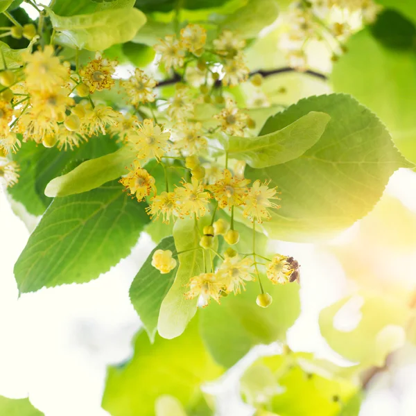 Blooming linden, lime tree in bloom with bees and sunflare — Stock Photo, Image