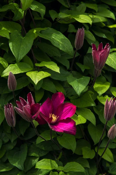 Dark purple clematis flowers in sunlight — Stock Photo, Image