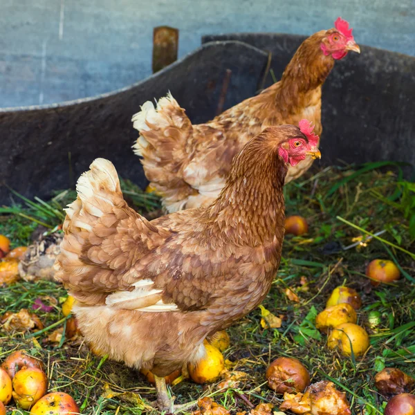 Tavuklar üzerinde ev atık kompost besleme — Stok fotoğraf