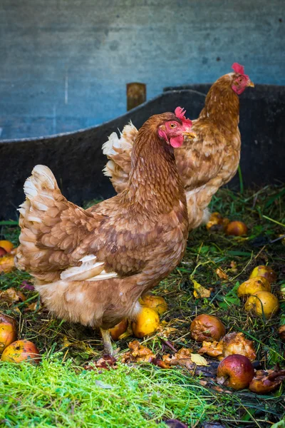 Hens feeding on home waste compost