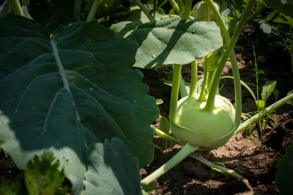 Homegrown fresh kohlrabi in a garden — Stock Photo, Image