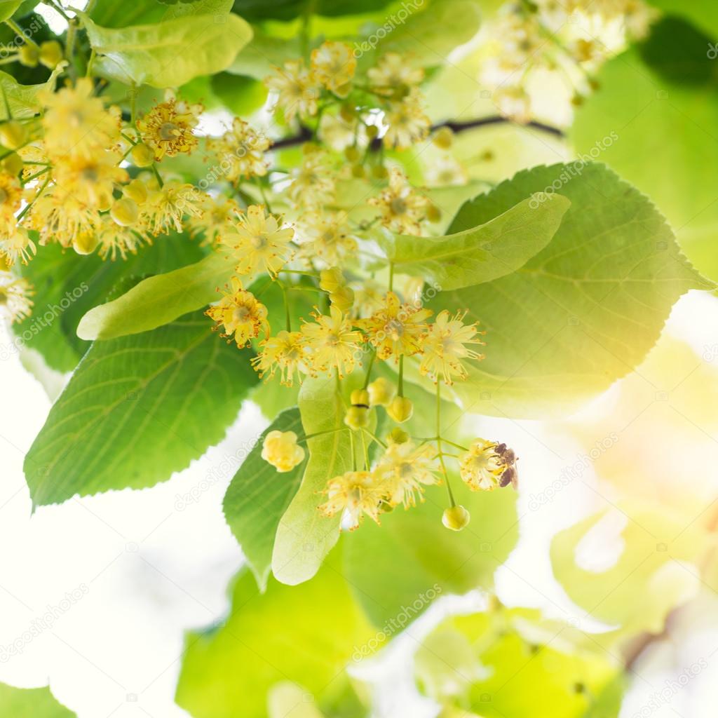 Blooming linden, lime tree in bloom with bees and sunflare