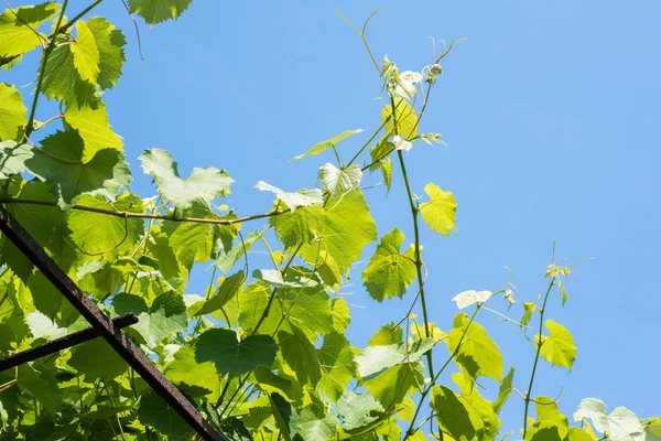 Vine plant against blue sky — Stock Photo, Image