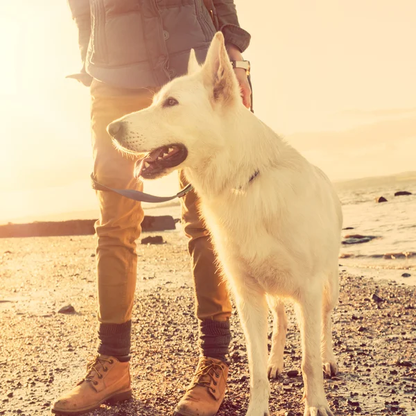 Hippi kız köpekle bir plaj gün batımı, güçlü lens flare etkisi sırasında oynamayı. — Stok fotoğraf