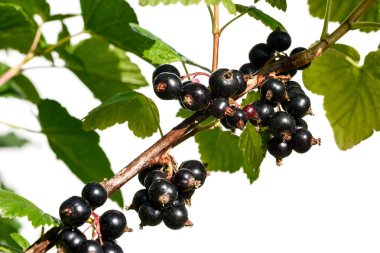 su damla yağmur sonra Siyah frenk üzümü Şubesi