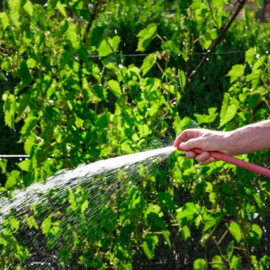 Gardener watering his vine plants