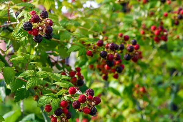 Черная ягода, концепция доморощенных продуктов — стоковое фото