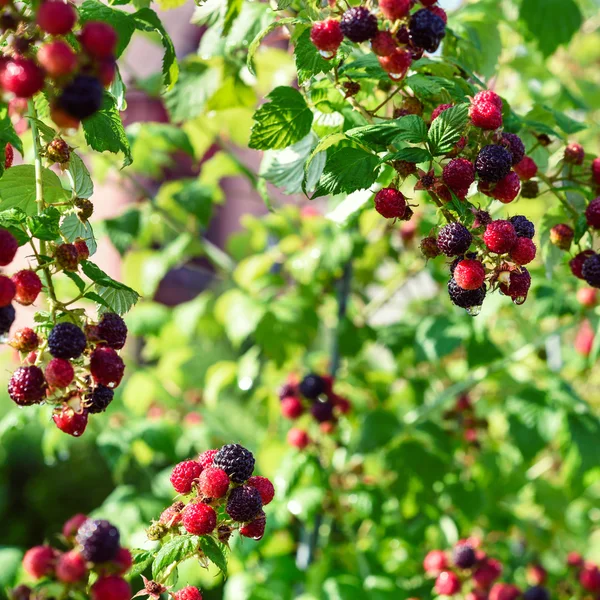 Черная ягода, концепция доморощенных продуктов — стоковое фото