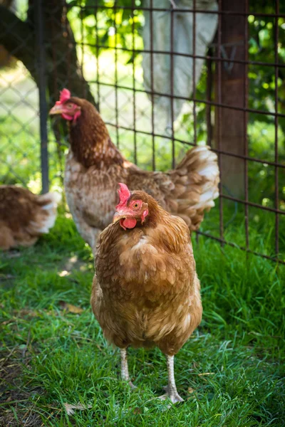 Bahçedeki tavuklar yumurta atarken — Stok fotoğraf