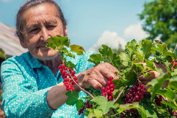 Beautiful senior woman in her garden picking homegrown redcurrants — Stock Photo, Image